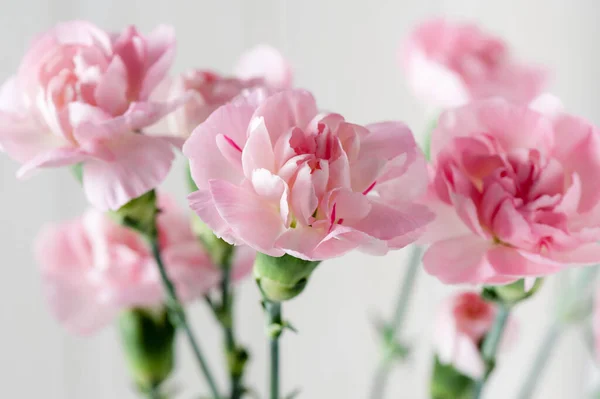 Close Roze Anjer Bloemen Bloesem Ondiepe Diepte Van Het Veld — Stockfoto