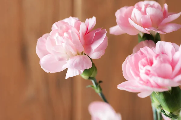 Close Roze Anjer Bloemen Bloesem Ondiepe Diepte Van Het Veld — Stockfoto