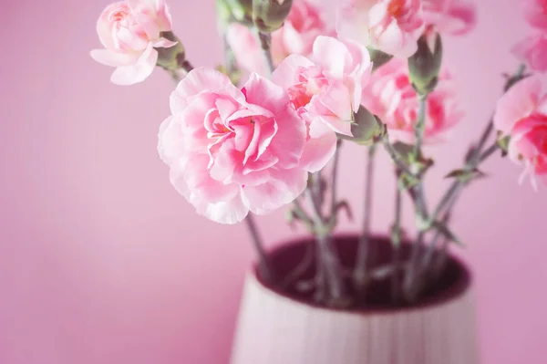 ピンクのカーネーションの花を咲かせ畑の浅い深さを — ストック写真
