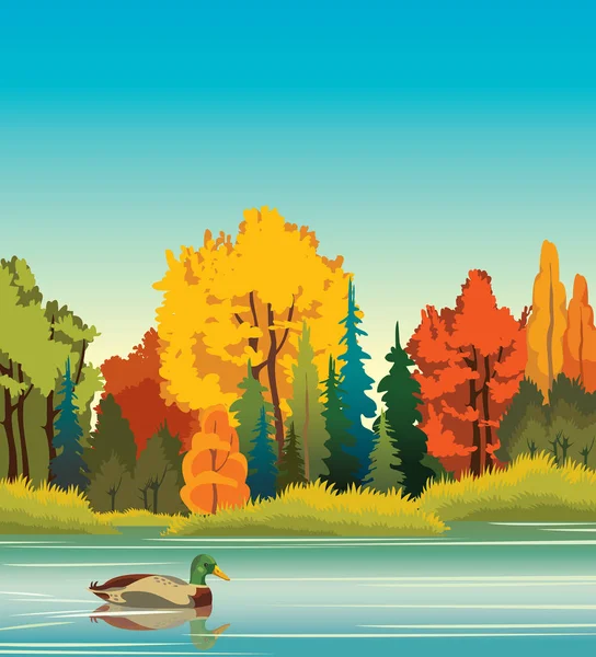 秋の風景 秋の森の背景にブルーの静かな湖で泳いで漫画鴨 自然のベクトル図です 野生動物 — ストックベクタ
