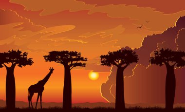 Vektör Afrika, yatay, zürafa ve baobabs ağaç bulutlar ve gün batımı bir gökyüzü üzerinde silüeti. Hayvan yaban hayatı illüstrasyon.