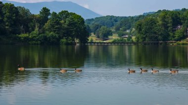 Lake Junaluska üzerinde ördek