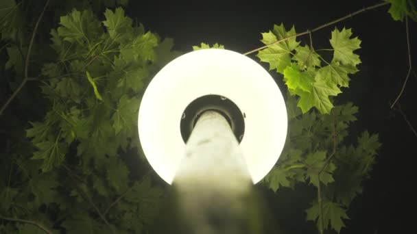 Resplandeciente Linterna Blanca Parque Por Noche Verano Primer Plano Luz — Vídeos de Stock