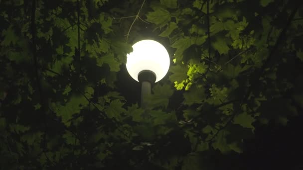 Mezi Stromy Zářila Bílá Lucerna Parku Zavři Světlo Lucerny Svítí — Stock video