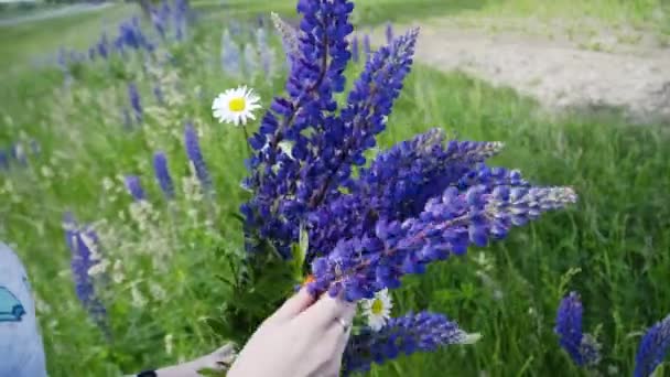 Close Shot Bouquet Lupins Hands Girl Background Green Grass Meadows — Stock Video