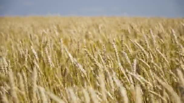 Oren Bewegen Wind Het Veld Brood Productie Ontwikkeling Van Landbouw — Stockvideo