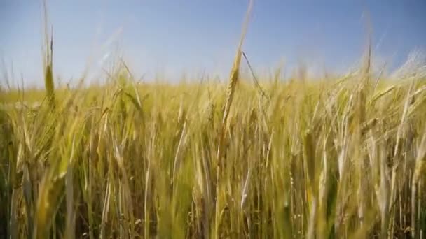 Orejas Moviéndose Viento Campo Producción Pan Desarrollo Agricultura Concepto Desarrollo — Vídeo de stock