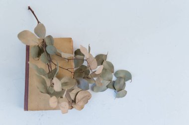 Elinde kitap olan bir vazoda kuru okaliptüs.