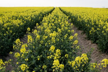Sarı çayırda kolza tohumu açar.