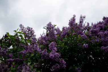 Bahçede çiçek açan bahar ağacı