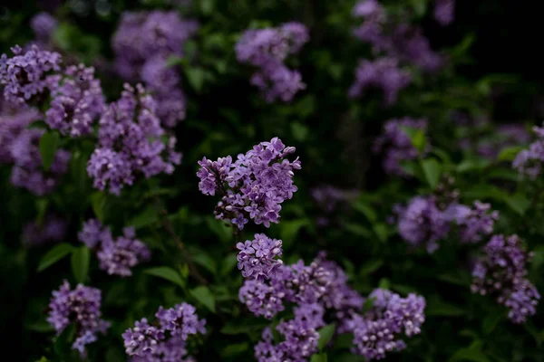 Lentebloeiende Boom Tuin Stockfoto