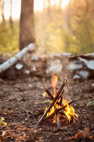 Ormanda Küçük Şenlik Ateşi — Stok fotoğraf