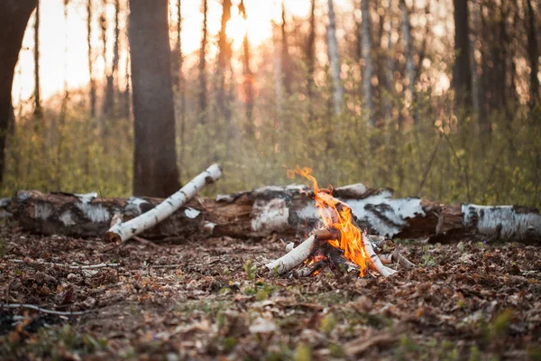 Feu Joie Dans Forêt Coucher Soleil — Photo