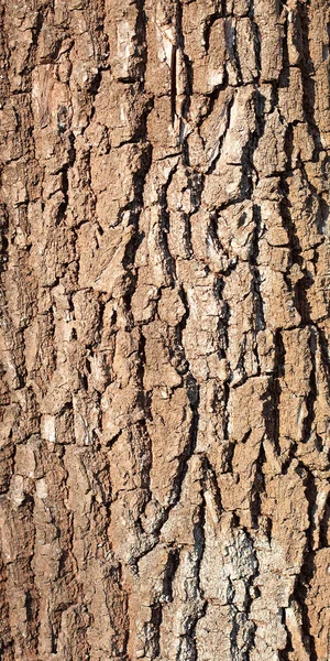Drzewo Kora Tło Blisko — Zdjęcie stockowe