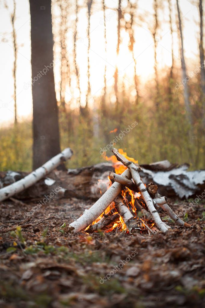 Bonfire with birch logs in forest at evening