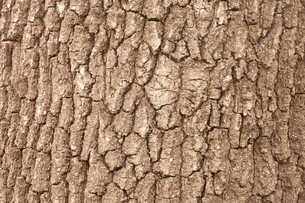 Antecedentes Casca Árvore — Fotografia de Stock
