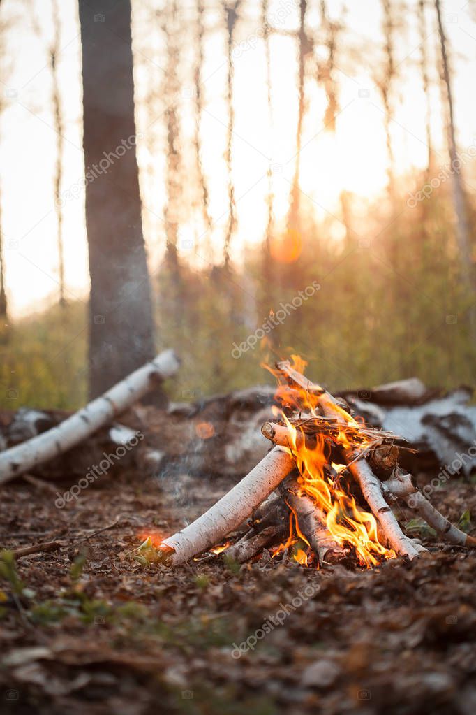 Bonfire with birch logs in forest at sunset