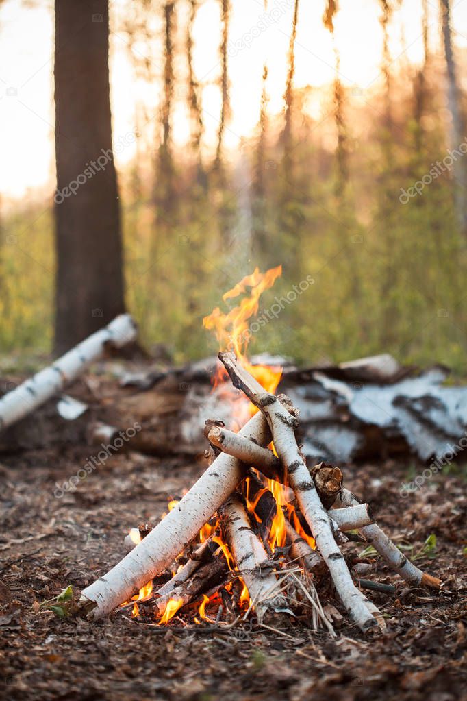 Bonfire with birch logs in forest