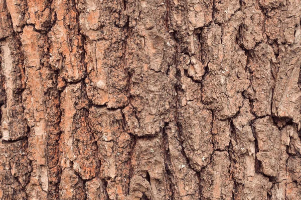 Υφή Φλοιού Δέντρου Θερμές Αποχρώσεις — Φωτογραφία Αρχείου