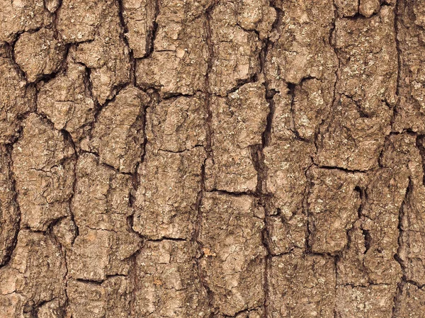 Textura Corteza Árbol Tonalidad Cálida — Foto de Stock