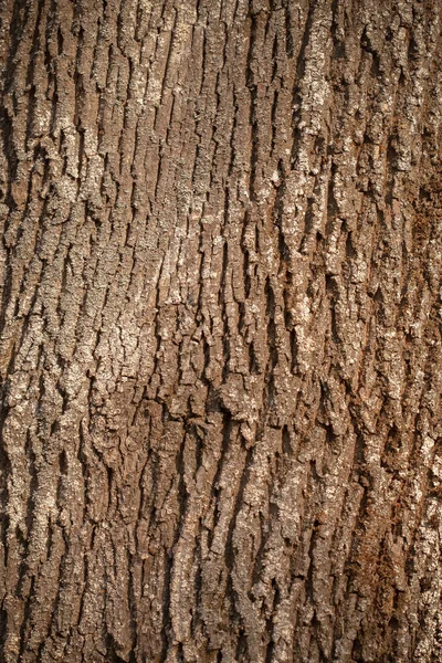 Textura Casca Árvore Contexto — Fotografia de Stock