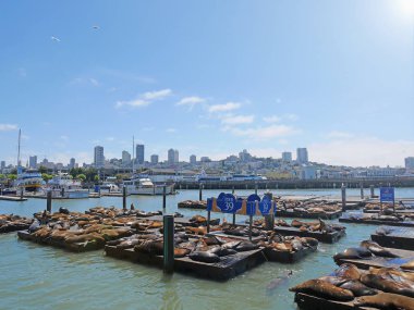 San Francisco, ABD - 4 Mayıs 2018: Sahne Pier 39 deniz aslanları ahşap platformlar üzerinde dinlenme ile