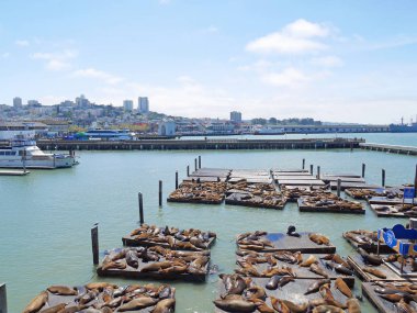 San Francisco, ABD - 4 Mayıs 2018: Sahne Pier 39 deniz aslanları ahşap platformlar üzerinde dinlenme ile