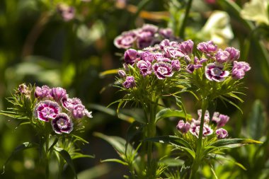 Bahçedeki karanfil çiçekleri