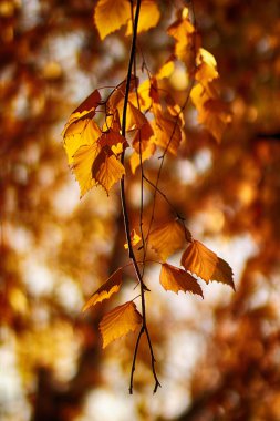 Ağaçta sonbahar yaprakları