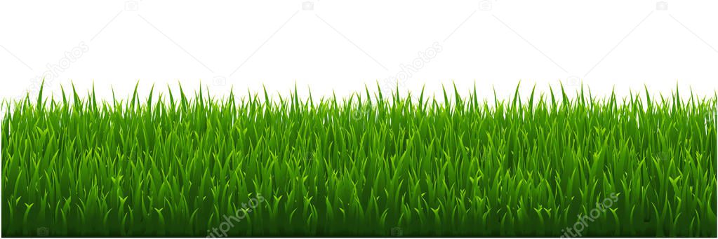 Green Grass White background, Vector Illustration