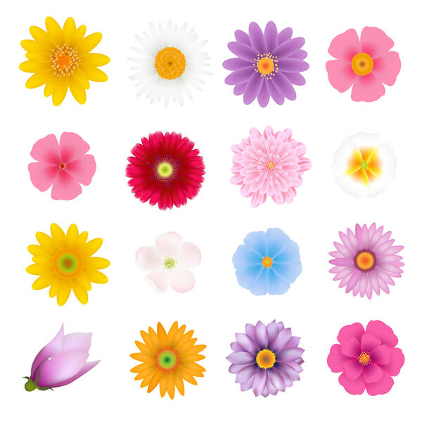 Summer Flowers Set With Gradient Mesh, Vector Illustration