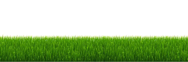 Grüner Grasrand Mit Weißem Hintergrund Vektorillustration — Stockvektor
