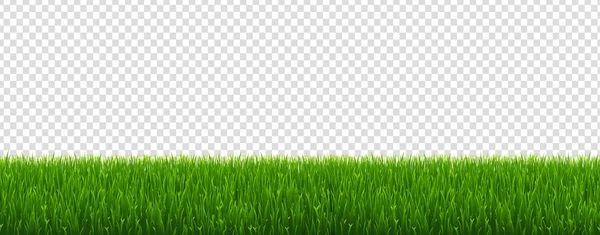 Green Grass Transparent Background Vector Illustration — Stock Vector