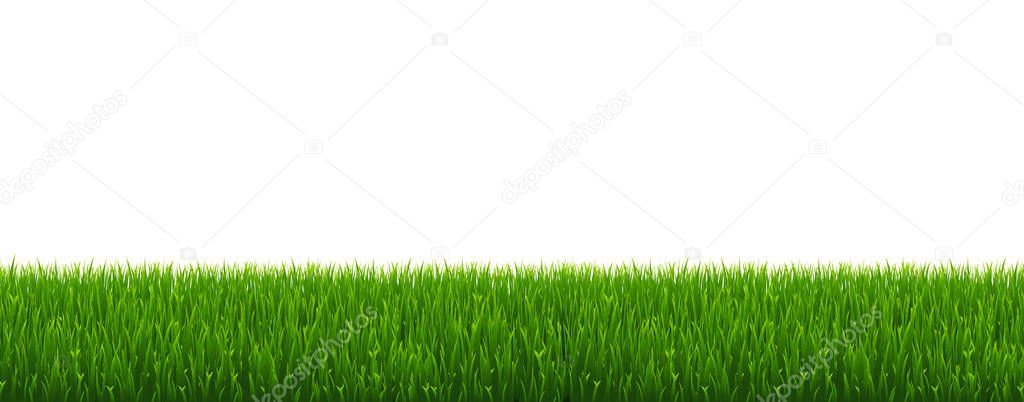 Green Grass And White Background, Vector Illustration