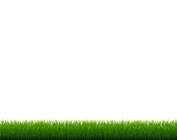 緑の草のフレーム隔離された白の背景 — ストックベクタ