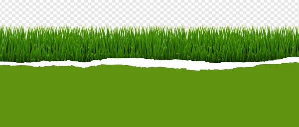 Green Grass Panorama Ripped Paper Transparent Background Gradient Mesh Vector — Stock Vector