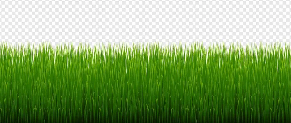 Green Grass Border And Transparent Background — Stock Vector