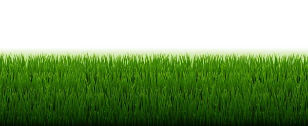 Green Grass Border With White Background — Stock Vector