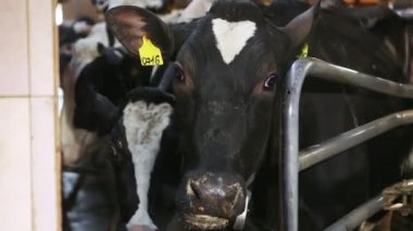 Ahırda saman yiyen inekler: döken, cowshed, cattleshed, çiftlik, çiftçi