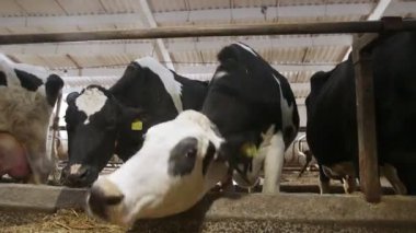 Ahırda saman yiyen inekler: döken, cowshed, cattleshed, çiftlik, çiftçi