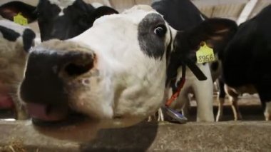 Ahırda saman yiyen inekler: döken, cowshed, cattleshed, çiftlik, çiftçi