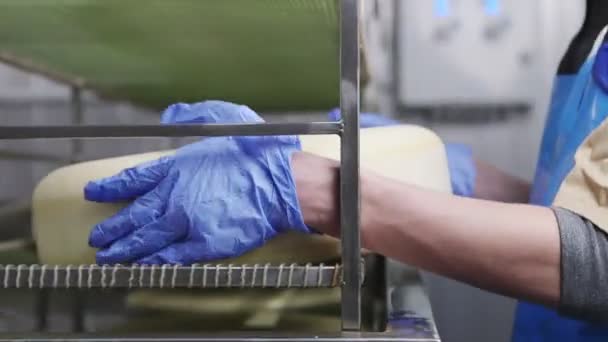 Une fromagerie. travailleur prépare juste des fromages faits pour assaisonner — Video