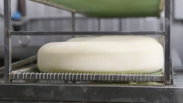 Cheese factory. worker is preparing just made cheeses for seasoning — Stock Video