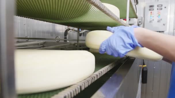 奶酪厂。工人正在准备刚刚做的调味奶酪 — 图库视频影像