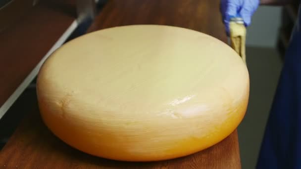 Fabbrica di formaggio. lavoratore sta preparando formaggi appena fatti per condimento — Video Stock