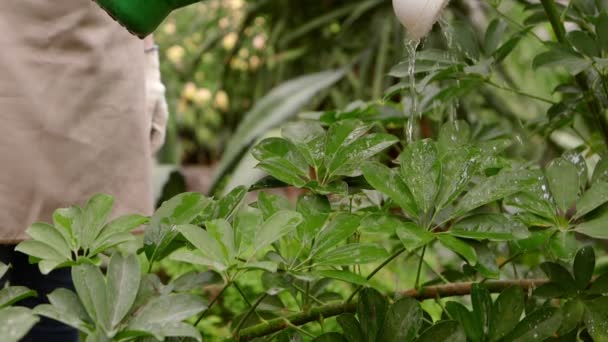 Tuinman is drenken planten uit een gieter. — Stockvideo