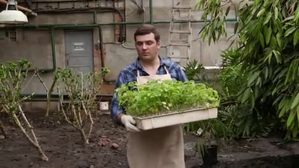 Man i växthuset bär bricka med plantor plantor till plantering. — Stockvideo