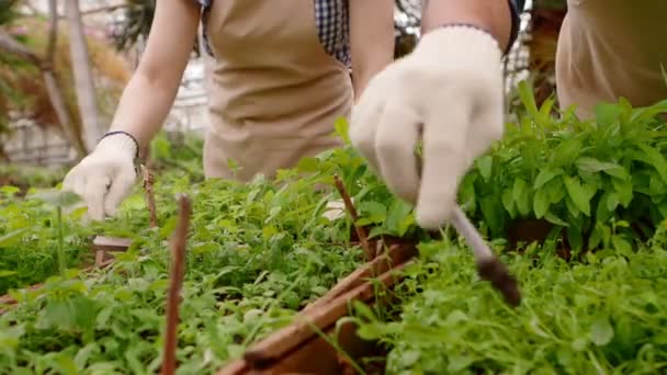 Two professional gardeners are caring for sprouts and seedlings in greenhouse, hands close-up. — Stock Video
