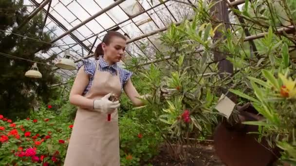 Vrouwelijke tuinman met snoeischaar in de hand zorgzame boom. Tuinieren in de kas. — Stockvideo