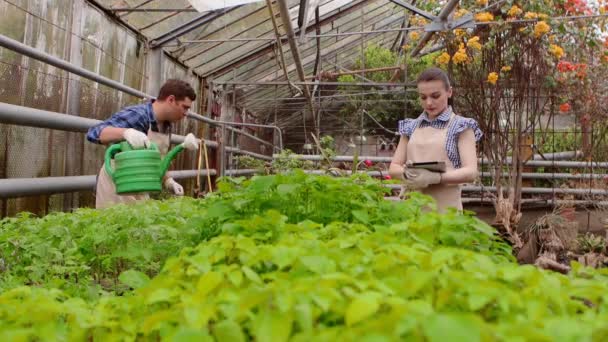 Trabajadores en invernadero, mujer agrónoma con plántulas inspeccionadas tableta, hombre jardinero está regando plantas . — Vídeos de Stock